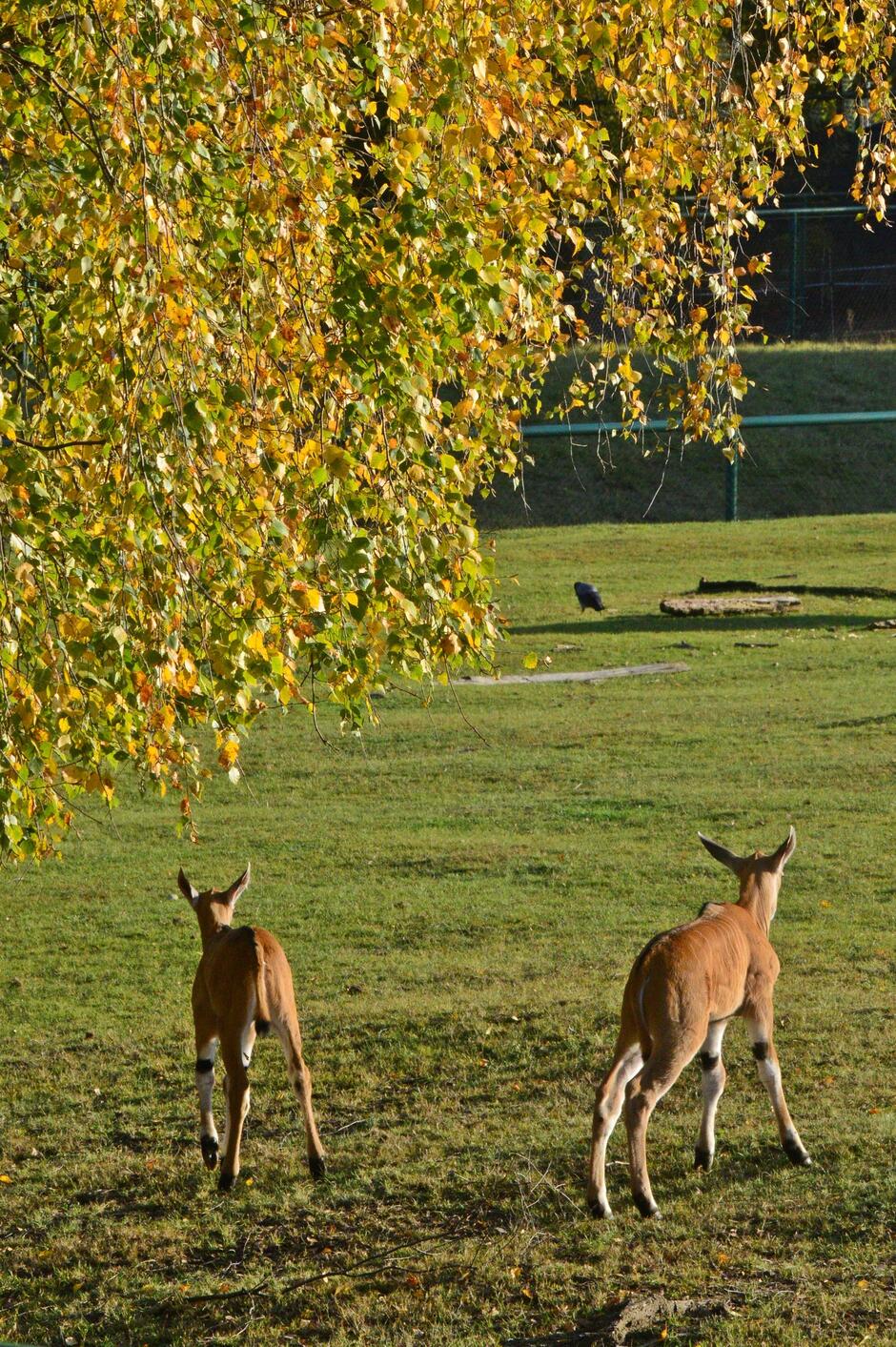 Na zdjęciu widać dwa jelenie stojące w zielonej łące obok drzewa. Jelenie są brązowe z białym brzuchem i ciemnymi pasami na nogach. Mają długie uszy, spiczaste rogi i grzywę na głowie.