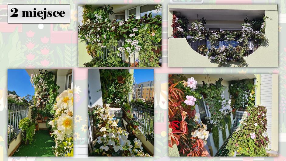 Rośliny na domowym balkonie 
