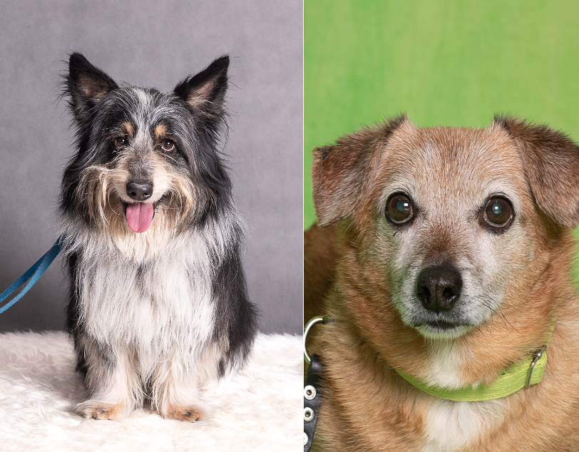 Zdjęcie przedstawia dwa psy. Po lewej widzimy psa w kolorze biało-szarym. Po prawej widzimy głowę beżowego pieska z siwym pyszczkiem.