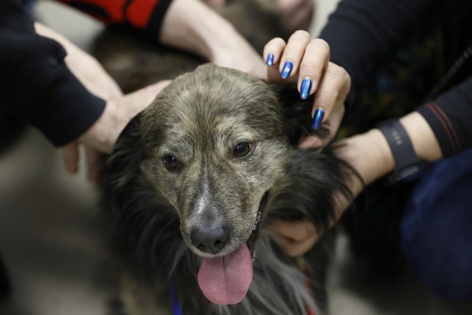 zadowolony pies z wystawionym językiem głaskany przez kilka par rąk