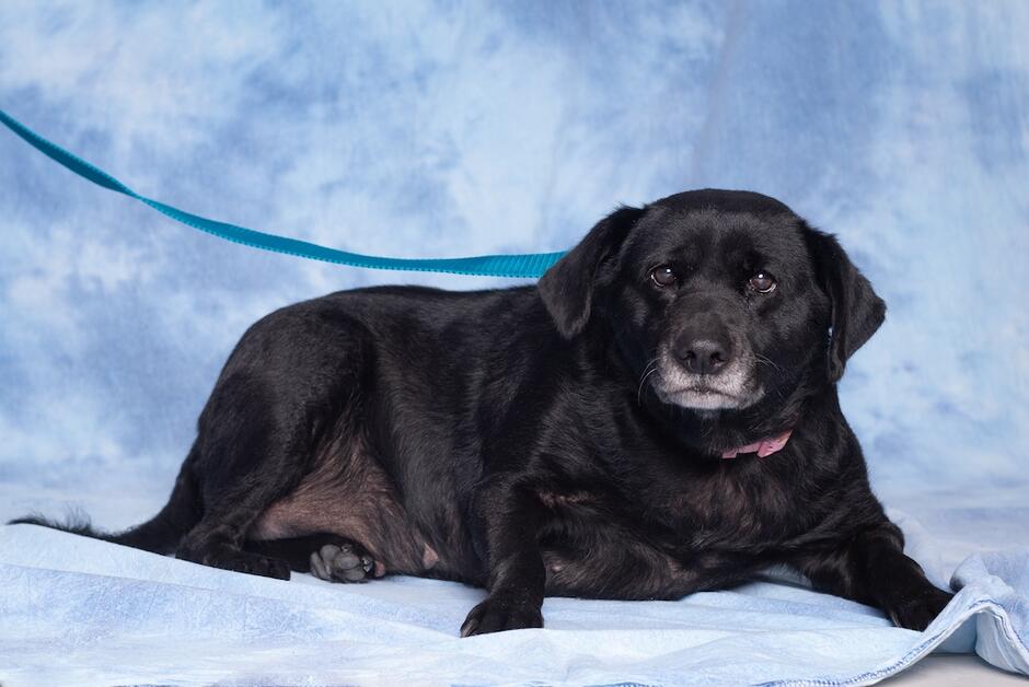 Zdjęcie przedstawia czarną suczkę w typie labradora na niebieskim tle. 