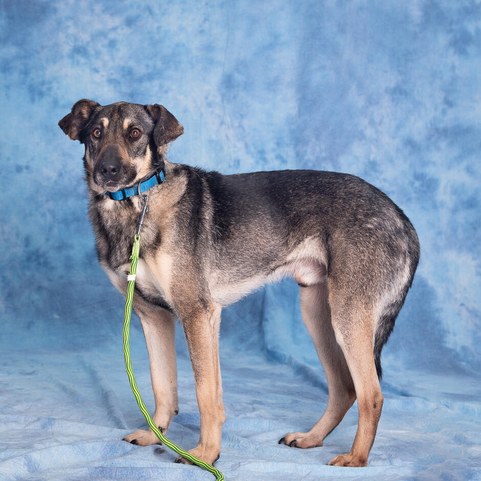 Zdjęcie przedstawia psa o długich nogach. JEst w kolorze brązowo-czarnym, ma piwne oczy. Zdjęcie jest zrobione na niebieskim tle. 