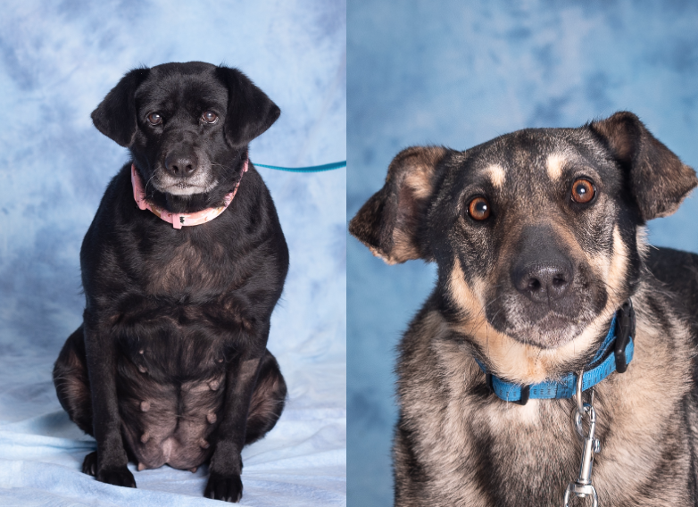 Zdjęcie przedstawia dwa psy na niebieskim tle. Po lewej stronie czarną suczkę, która siedzi na wprost obiektywu. Suczka ma siwy pyszczek. Po prawej stronie widać głowę brązowo-czarnego psa z piwnymi oczami. 