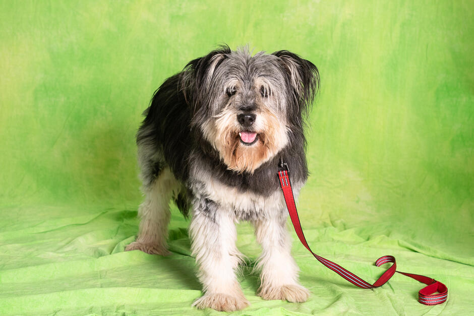 Szaro-biały pies średniej wielkości pozuje do zdjęcia. Zdjęcie jest zrobione na zielonym tle. Pies na przypiętą czerwoną smycz. 