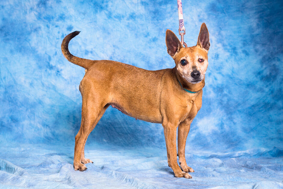 Rudy psiak małych gabarytów pozuje do zdjęcia na niebieskim tle. Pies nie ma jednej gałki ocznej.