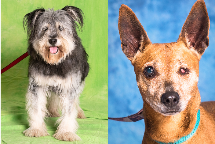 Zdjęcie przedstawia dwa psy. Po lewej stronie widać pyszczek rudej suczki bez oka. Po prawej jest szaro-biały, kudłaty pies. 