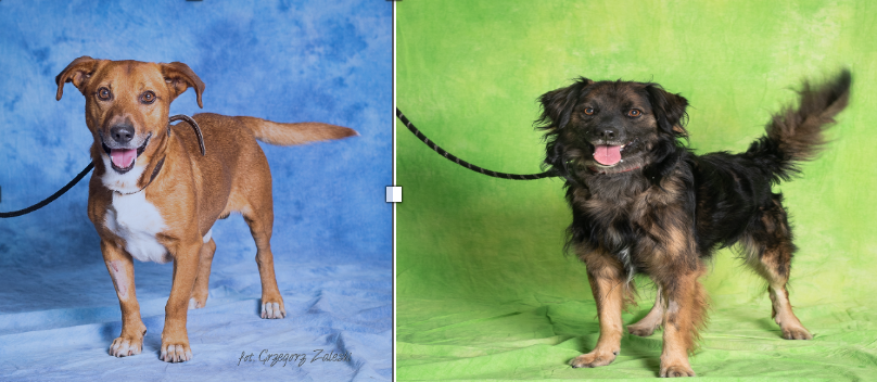 Zdjęcie przedstawia dwa psy. Po lewej stronie pozuje pies w beżowym kolorze, z białą łatką na klatce piersiowej. Jest niewielkich gabarytów, to mały pies. Po prawej stronie stoi czarny pies z falowaną sierścią, która od nasady jest ruda.