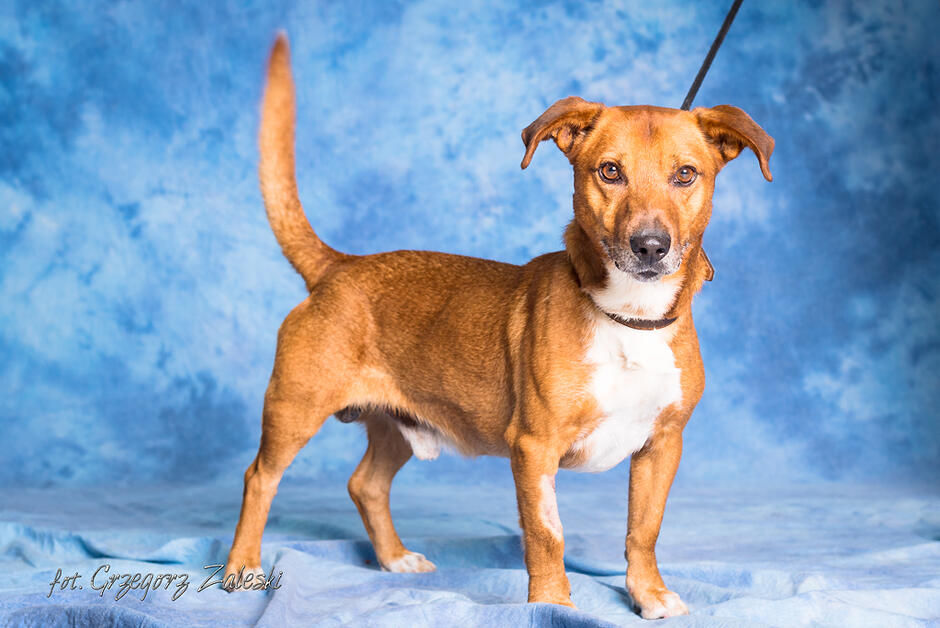 Zdjęcie przedstawia psa w beżowym kolorze, z białą łatką na klatce piersiowej. Jest niewielkich gabarytów, to mały pies. Zdjęcie jest zrobione na niebieskim tle. 