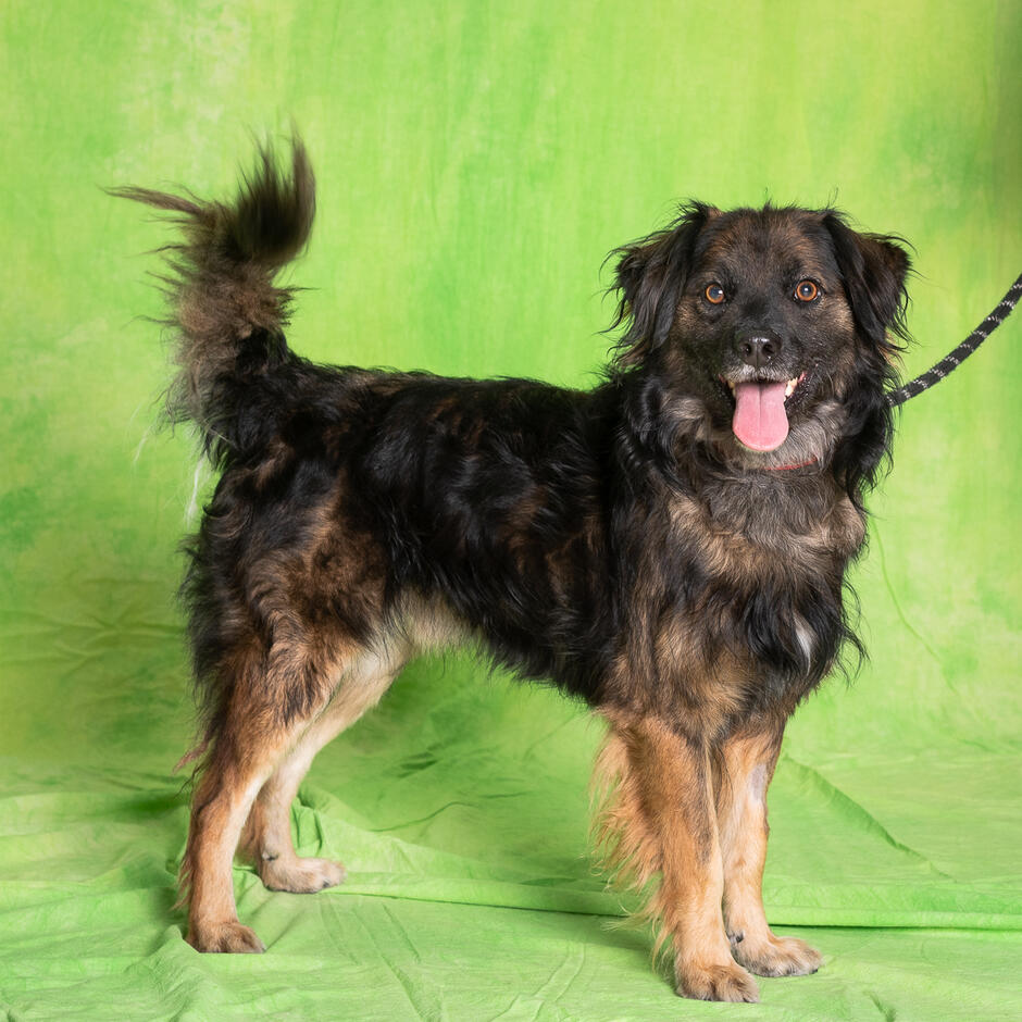 Czarny pies z falowaną sierścią patrzy w obiektyw. Tło zdjęcia jest zielone. 