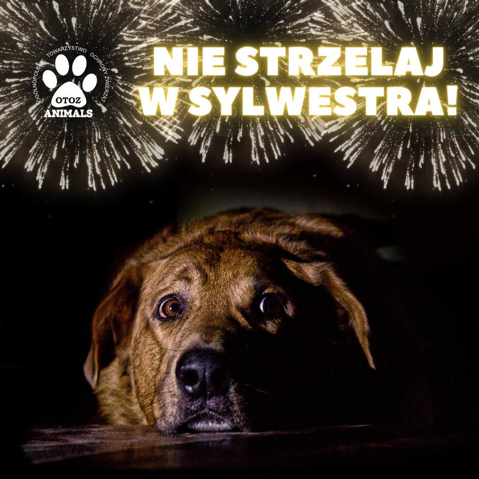 Na zdjęciu jest pies o brązowej sierści z wyrazem lęku na twarzy, leżący w ciemności i patrzący do góry. Nad nim znajduje się grafika przypominająca fajerwerki oraz napis: "NIE STRZELAJ W SYLWESTRA!", co sugeruje, że jest to kampania społeczna zachęcająca do rezygnacji z fajerwerków ze względu na dobrostan zwierząt.