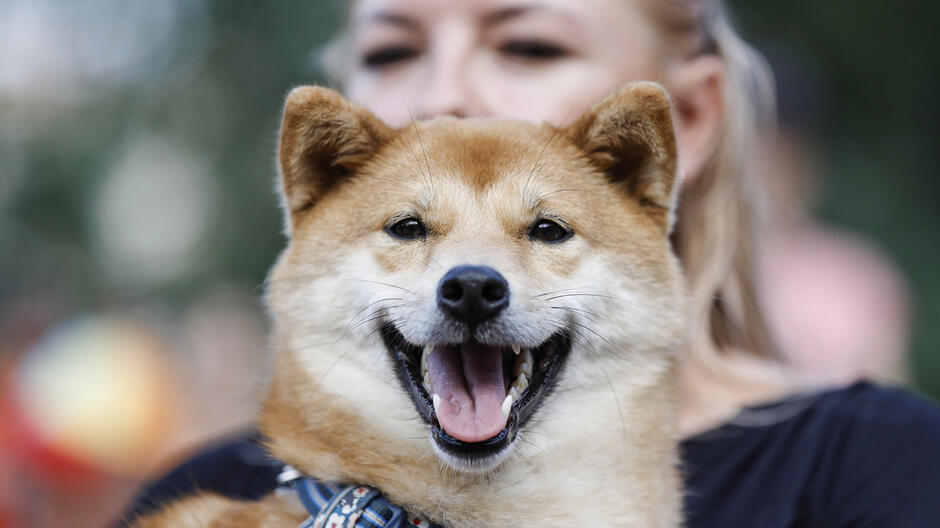 mały puchaty pies na rękach właścicielki