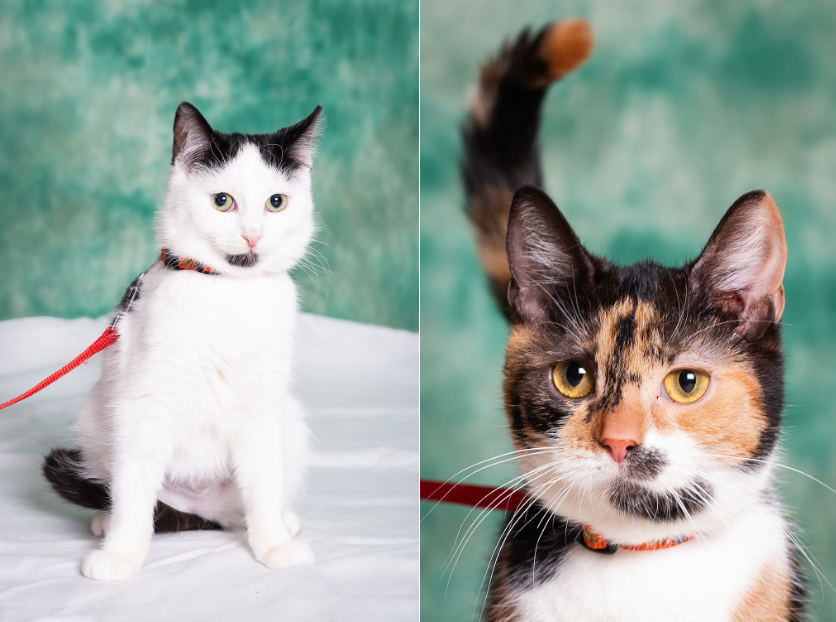 Zdjęcie przedstawia dwa koty. Kot po lewej jest biało-czarny, kot po prawej jest biało-czarno-rudy. Koty pozują na zielonym tle. 