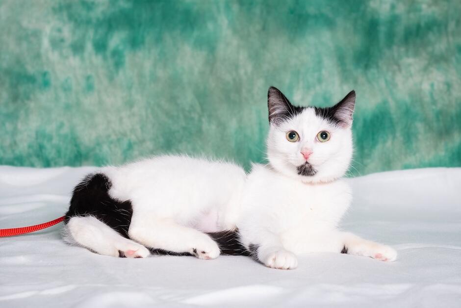 Zdjęcie przedstawia biało-czarną kotkę w pozycji leżącej. 