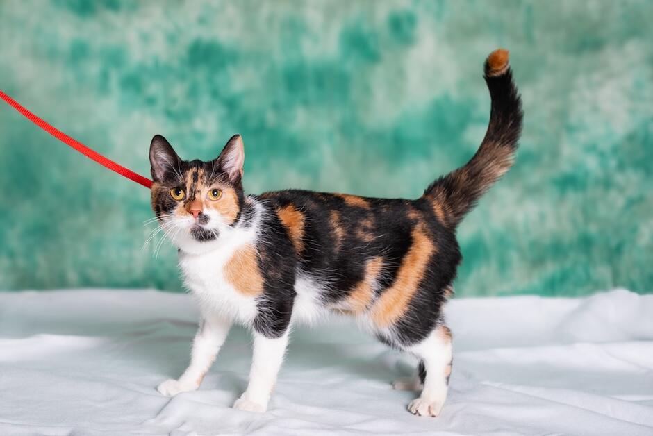 Kotka w kolorze biało-czarno-rudym