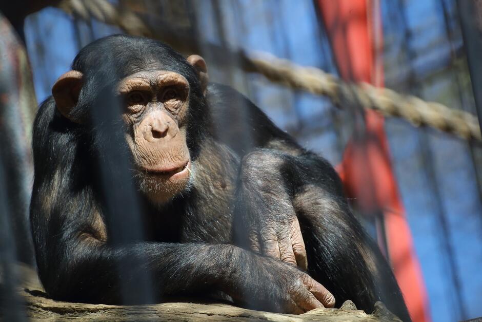 Na zdjęciu widać szympansa siedzącego na drewnianym pniu. Zwierzę wydaje się być zamyślone lub spokojne, a jego uwaga jest skierowana poza kadr zdjęcia; w tle widać elementy drewnianej konstrukcji, to część wybiegu.