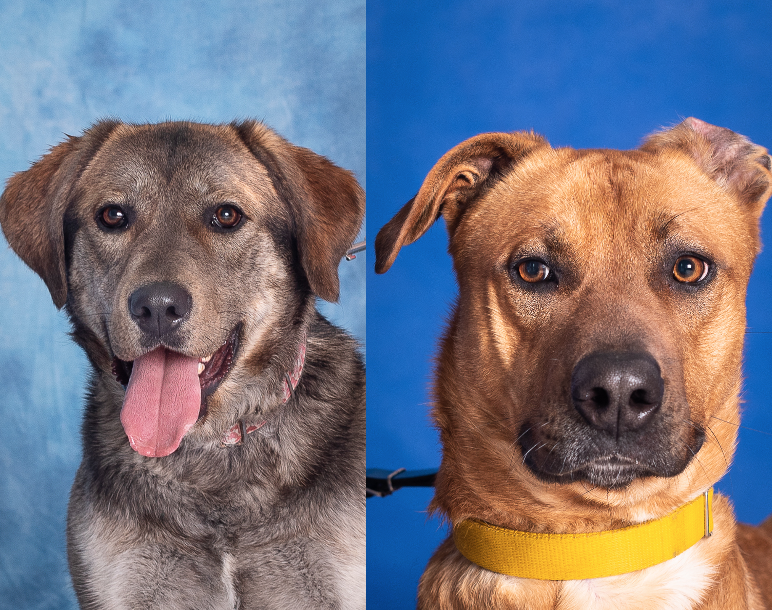 Zdjęcie przedstawia głowy dwóch psów. Pies po lewej to suczka o szarym umaszczeniu, ma klapnięte uszy. Po prawej widać psa w kolorze beżowym z jednym klapniętym uszkiem. 