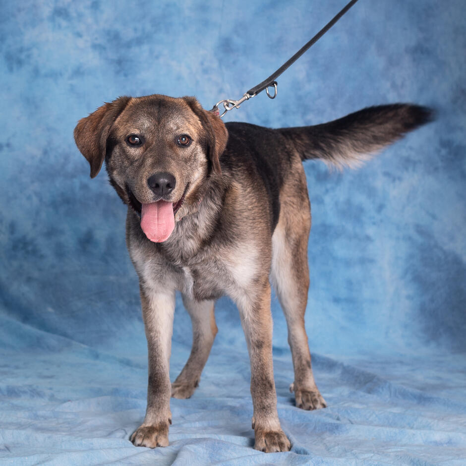 Pies średniej wielkości w kolorze szaro-czarno-brązowym. Pozuje do zdjęcia w pozycji stojącej na czterech łapach. Na niebieskim tle. 