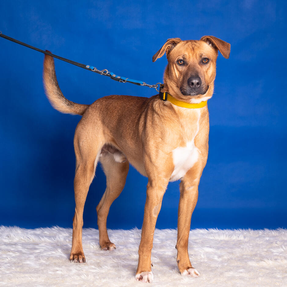 Pies w kolorze beżowym z białą łatką na klatce piersiowej pozuje do zdjęcia, stojąc na czterech łapach. Zdjęcie wykonane jest na niebieskim tle. 