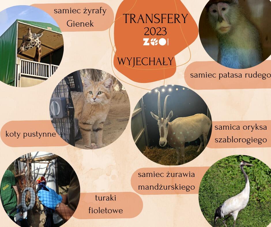 Na zdjęciu jest grafika przedstawiająca różne zwierzęta, które zostały przetransferowane w ramach programu zoo w roku 2023. W centrum znajduje się duży napis "TRANSFERY 2023 ZOO" oraz słowo "WYJECHAŁY" na pomarańczowym tle.