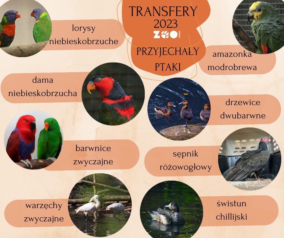 Na zdjęciu mamy kolejną grafikę z serii "TRANSFERY 2023 ZOO", tym razem z naciskiem na "PRZYJECHAŁY PTAKI". Grafika pokazuje różne gatunki ptaków, które zostały przetransferowane do zoo w 2023 roku