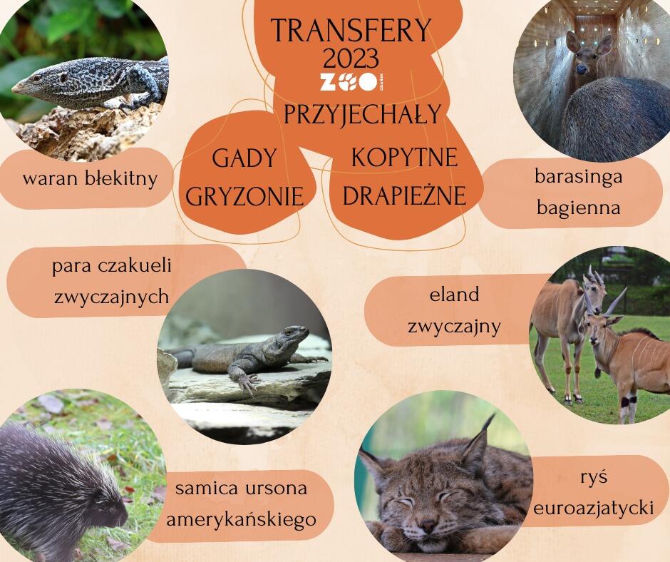 Na grafice przedstawione są zdjęcia różnych gatunków zwierząt, które są częścią programu transferów zoo w 2023 roku. Tytuł "TRANSFERY 2023 ZOO" jest centralnie umieszczony, a pod nim znajduje się podział na kategorie: GADY, GRYZONIE, KOPYTNE, DRAPIEŻNE