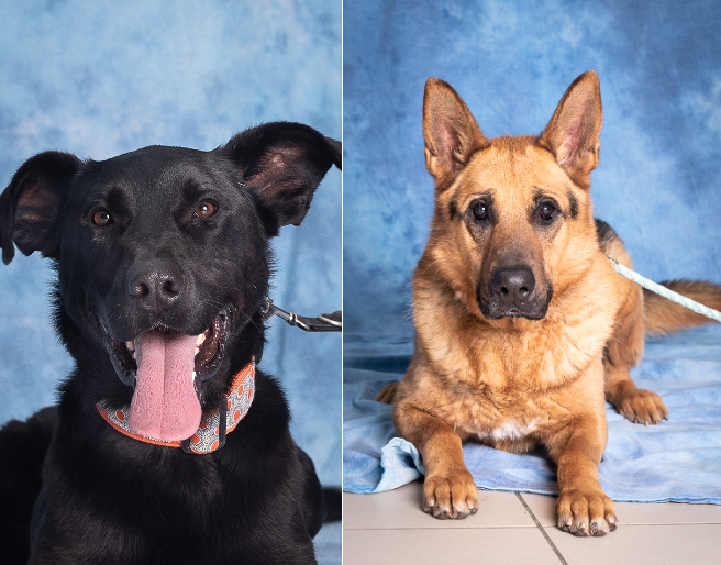 Zdjęcie przedstawia głowy dwóch psów. Pies po lewej jest czarny, przypomina labradora. Po prawej - beżowy. Ma sterczące uszy i podłużny pysk.