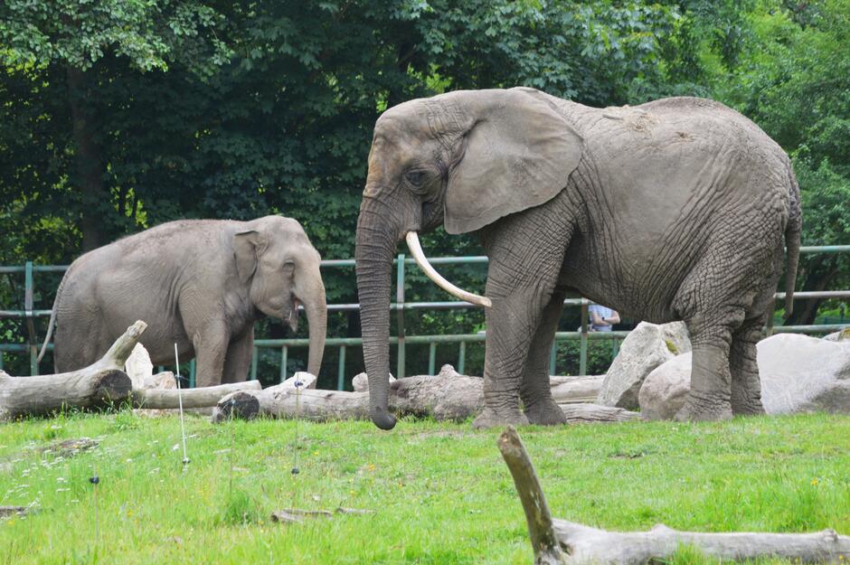 Na zdjęciu są dwa słonie, które znajdują się na zielonym wybiegu. Jeden z nich jest zwrócony twarzą do kamery, a drugi odwrócony, oba widać w profilu.