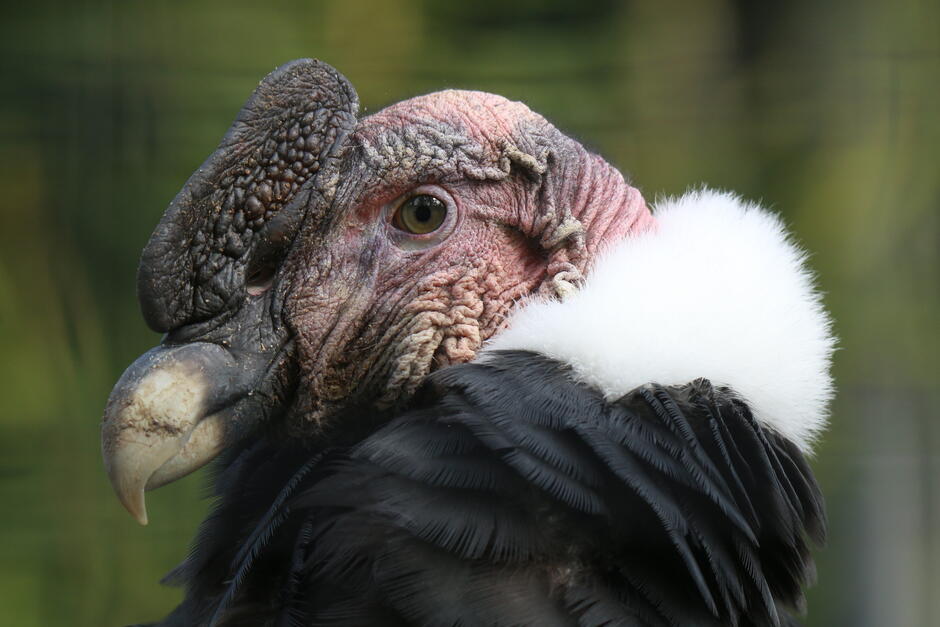 Głowa wielkiego ptaka, pozbawiona jest piór, ma różowe zabarwienie, ostry dziób. Ptak ma otwarte oczy, pozuje ppółprofilem.