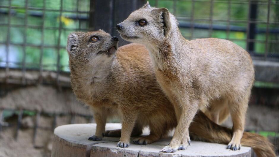 Na zdjęciu są dwie surykatki, które wydają się być w zaangażowanej obserwacji lub nasłuchiwaniu; jedno z nich patrzy w górę z otwartym pyszczkiem. Są to małe ssaki o brązowym futrze, charakterystyczne dla rodziny mangustowatych, często spotykane w zoo.