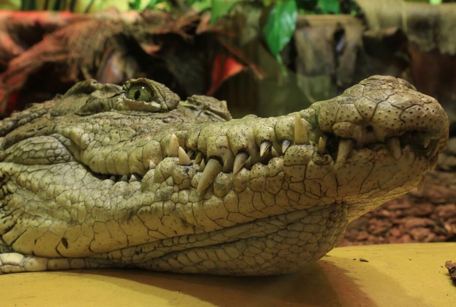 Na zdjęciu jest krokodyl, którego głowa i przednia część ciała są wyraźnie widoczne. Jego paszcza jest otwarta, ukazując ostre zęby, a skóra ma charakterystyczny, popękany wzór. Krokodyl wydaje się spoczywać, a jego oczy są uważnie skierowane ku obserwatorowi, co nadaje mu czujny wygląd.