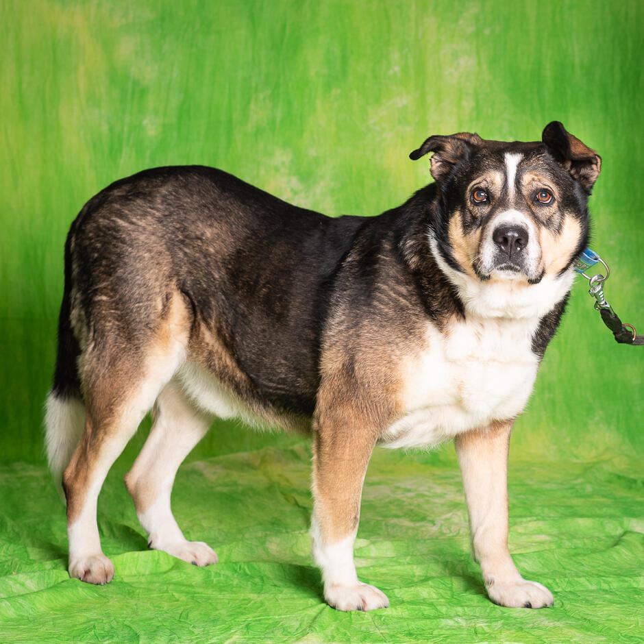 Pies sporych gabarytów w kolorze biało-brązowo-szarym stoi na czterech łapach i patrzy w obiektyw. Tło zdjęcia jest zielone. 