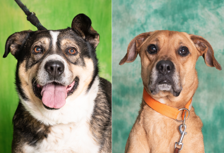 Zdjęcie przedstawia głowy dwóch psów na zielonym tle. Pies z lewej jest w kolorze biało-szaro-brązowym. Ma piwne oczy i wystawia język. Pies po lewej jest w kolorze beżowym. Ma smukły pyszczek. 