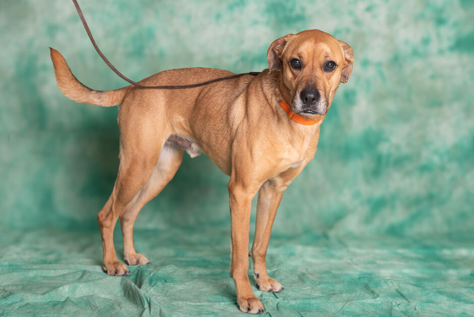 Pies o smukłej sylwetce w kolorze rudawym stoi na czterech łapach i pozuje do zdjęcia, którego tło jest w kolorze zielonym. 