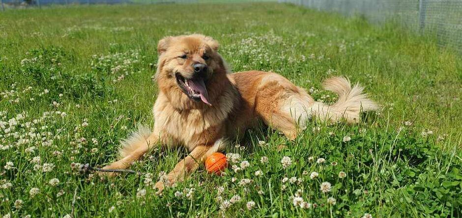 Beżowy, puchaty pies leży na trawie. Obok niego leży pomarańczowa piłeczka