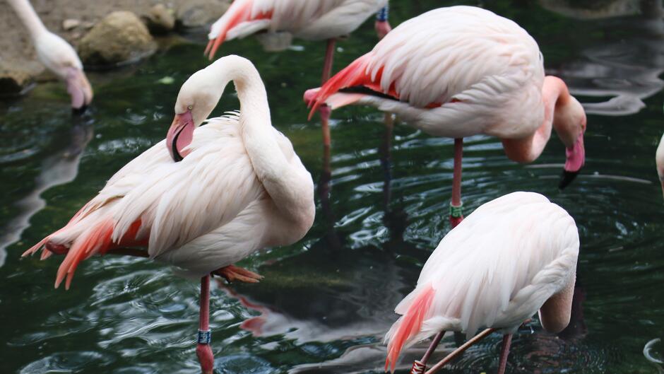 Na zdjęciu widzimy grupę różowych flamingów, które stoją w wodzie. Ptaki mają charakterystyczne długie szyje, które zakrzywiają w typowy dla flamingów sposób, oraz długie, cienkie nogi. Ich upierzenie jest głównie białe z różowymi akcentami w dolnej części skrzydeł. Dwa z flamingów w centrum zwracają szczególną uwagę: jeden czyści swoje pióra, a drugi stoi z uniesioną nogą. Flamingi mają także wyraźnie różowe dzioby z ciemniejszymi końcówkami. W tle można dostrzec kamienie i spokojną wodę stawu