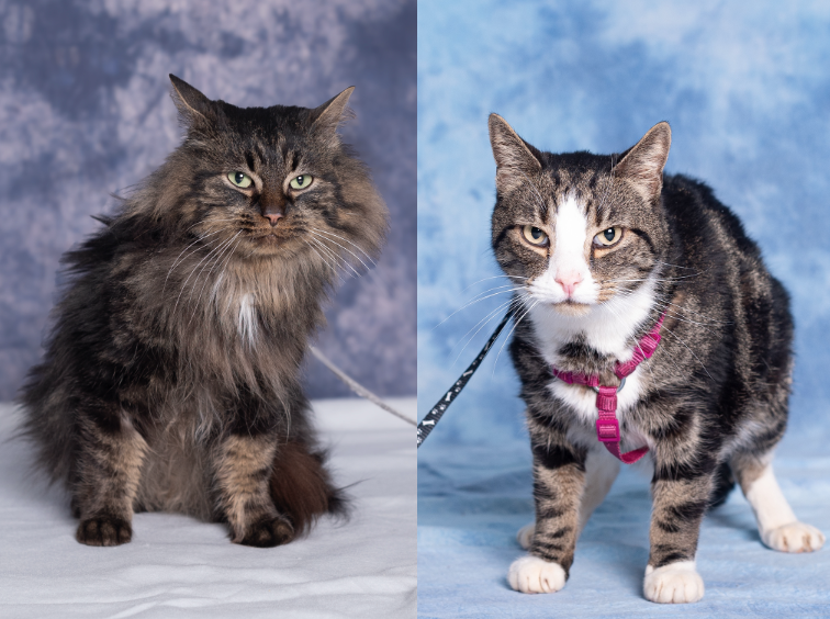 Zdjęcie przedstawia dwa koty. Po lewej kot o ciemnym umaszczeniu i długim futrze. Po prawej szary kot pręgowany z białym krawatem.