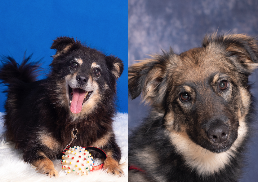 Portrety dwóch psów. Po lewej stronie zdjęcia widać czarnego, kudłatego psa na niebieskim tle. Po prawej: psa z podłużnym pyskiem w kolorze czarno-brązowym na fioletowym tle. 