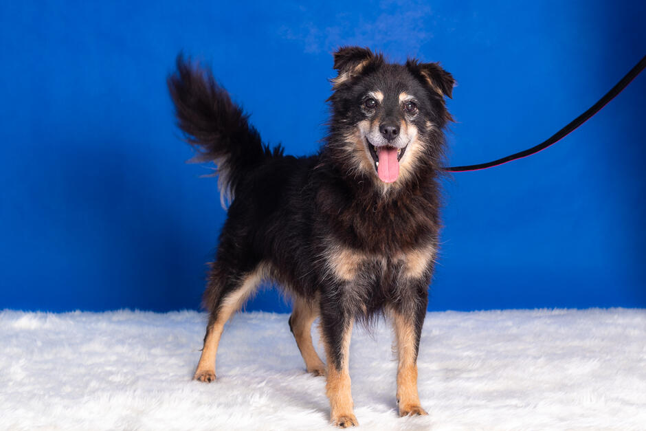Zdjęcie przedstawia czarno-rudego psa, który stoi na białym dywanie i patrzy w obiektyw. 