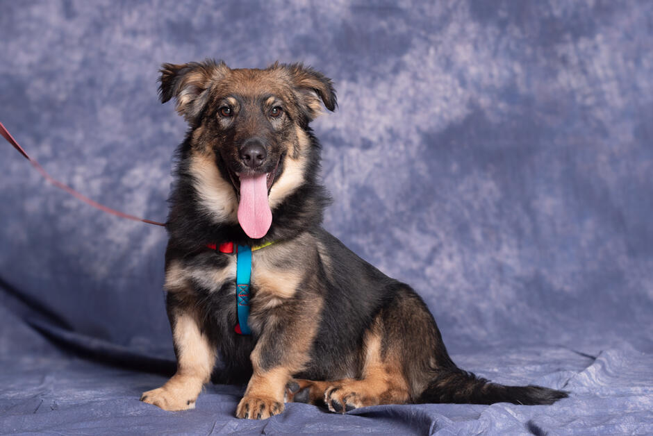 Beżowo-czarny pies z długim pyskiem siedzi na tylnych łapach. Tło zdjęcia jest fioletowe.