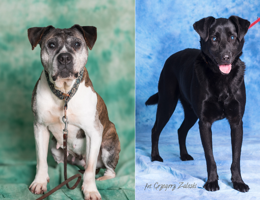 Zdjęcie przedstawia dwa psy. Po lewej suczka w typie amstaffa w kolorze biało- brązowym. Po prawej czarny pies z błękitnymi oczami (niewidomy)