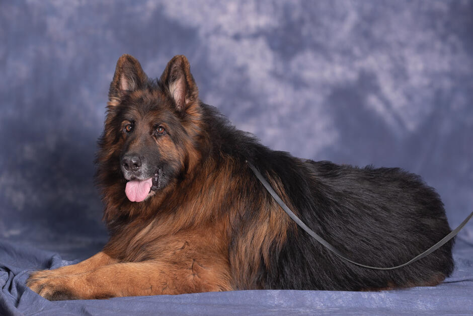 Długowłosy pies w typie owczarka niemieckiego leży na lewym boku. Sierść ma w kolorze brązowo-czarnym. Tło zdjęcia jest fioletowe.