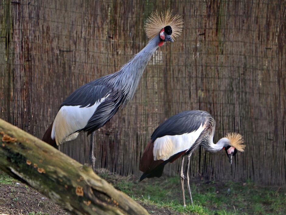Dwa ptaki, pierwszy z prawej pochyla głowę, drugi stoi wyprostowany. Oba mają na głowie pióra w kształcie korony 