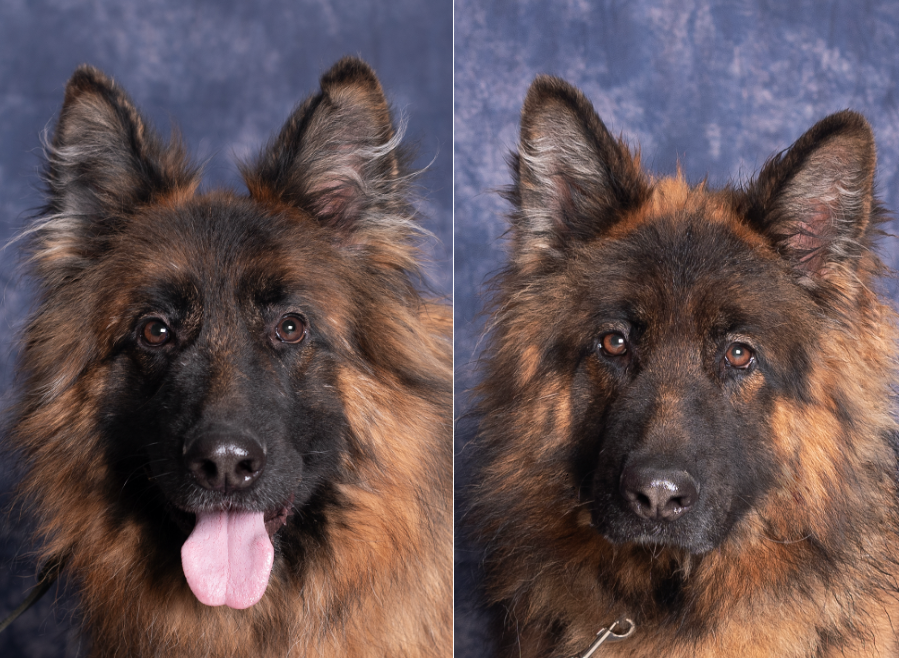 Zdjęcie przedstawia pyski dwóch owczarków niemieckich. Psy mają stojące uszy, piwne oczy i są umaszczenie brązowo-czarnego