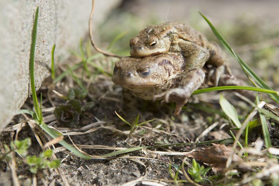 na zdjęciu dorosła żaba niesie na plecach mała żabkę