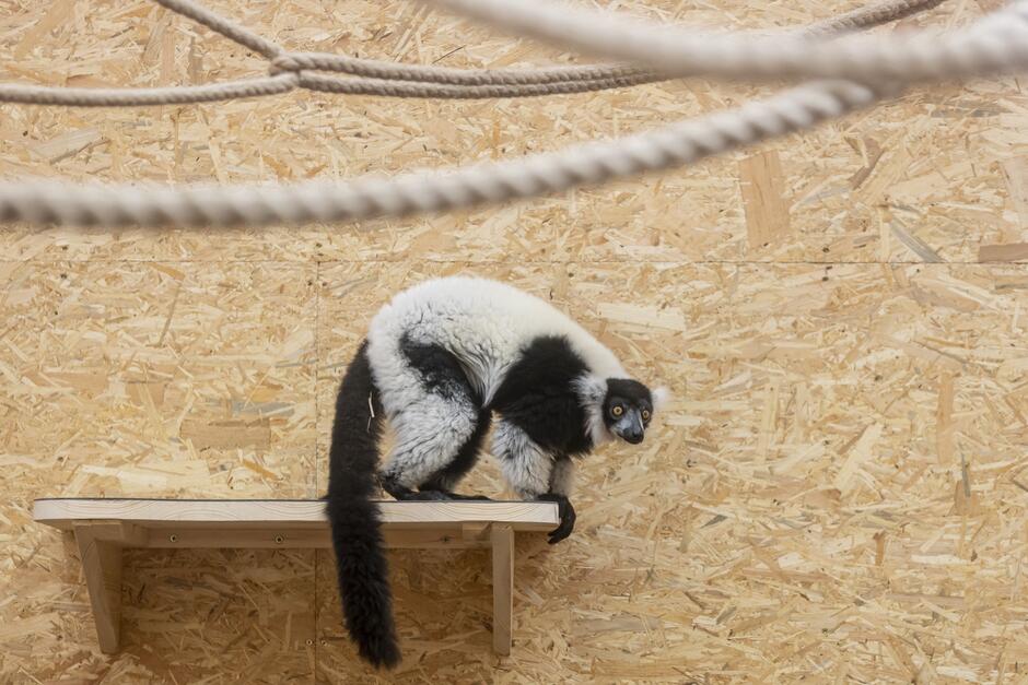 To zdjęcie przedstawia lemura wari, który siedzi na linie. Lemur ma charakterystyczne czarno-białe umaszczenie, z dużymi, wyrazistymi, żółtymi oczami i czarną maską wokół oczu, która wyróżnia się na jego jasnej twarzy. Lemur wygląda na zaciekawionego lub może być lekko zaskoczony, ponieważ jego oczy są szeroko otwarte i patrzy prosto w kamerę. Tło jest nieostre, co sugeruje, że zdjęcie zostało zrobione z krótką głębią ostrości; w tle widoczne są elementy wyposażenia, prawdopodobnie wewnątrz zoo lub jakiegoś środowiska hodowlanego