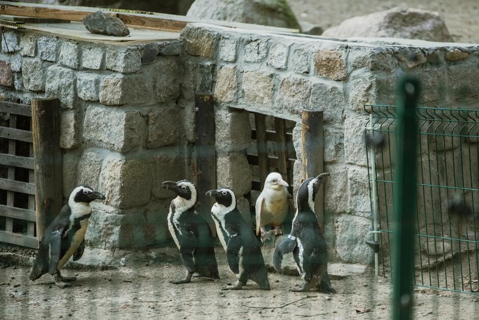 Dwa małe kamienne domki widoczne zza drucianego ogrodzenia. Przed nimi stoi pięć pingwinów, wśród nich jeden biały 
