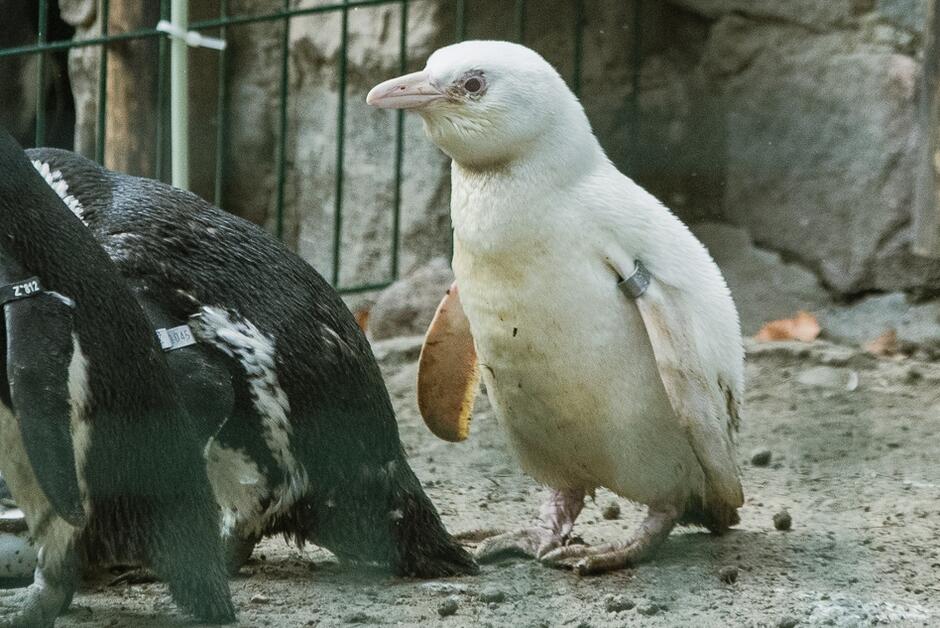 W centrum stoi mały biały pingwin obok niego z lewej strony stoją dwa czarno-białe pingwiny