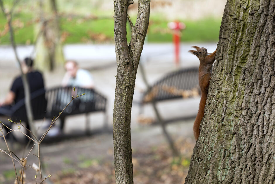 Na pierwszym planie wiewiórka wspinająca się po drzewie. W tle dwie osoby siedzą na ławce w parku.