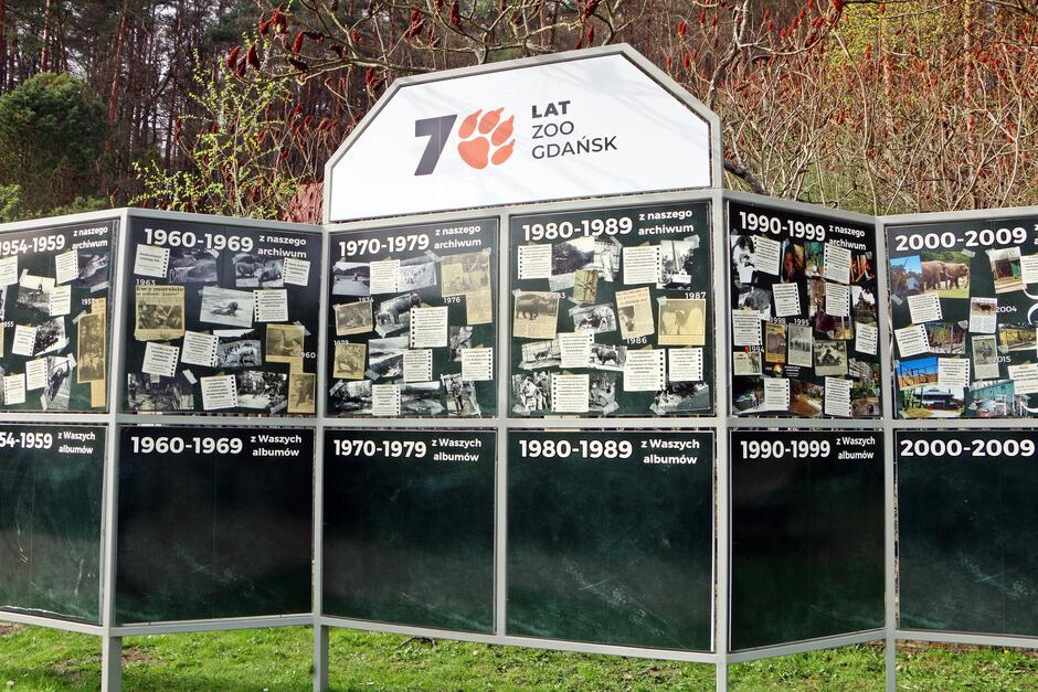 To zdjęcie przedstawia tablicę informacyjną z fotografiami i opisami umieszczonymi w przestrzeni publicznej, prawdopodobnie w zoo. Na górze tablicy widnieje napis 70 LAT ZOO GDAŃSK  z grafiką odcisku łapy, sugerując, że zoo obchodzi 70-lecie. Tablica podzielona jest na siedem sekcji, z których każda reprezentuje dekadę, zaczynając od 1954-1959 aż do 2000-2009. Każda sekcja zawiera czarno-białe zdjęcia oraz opisy związane z wydarzeniami lub eksponatami zoo z danego okresu. Pod spodem, w dolnej części, są puste panele, być może przeznaczone na dalsze informacje lub fotografie.