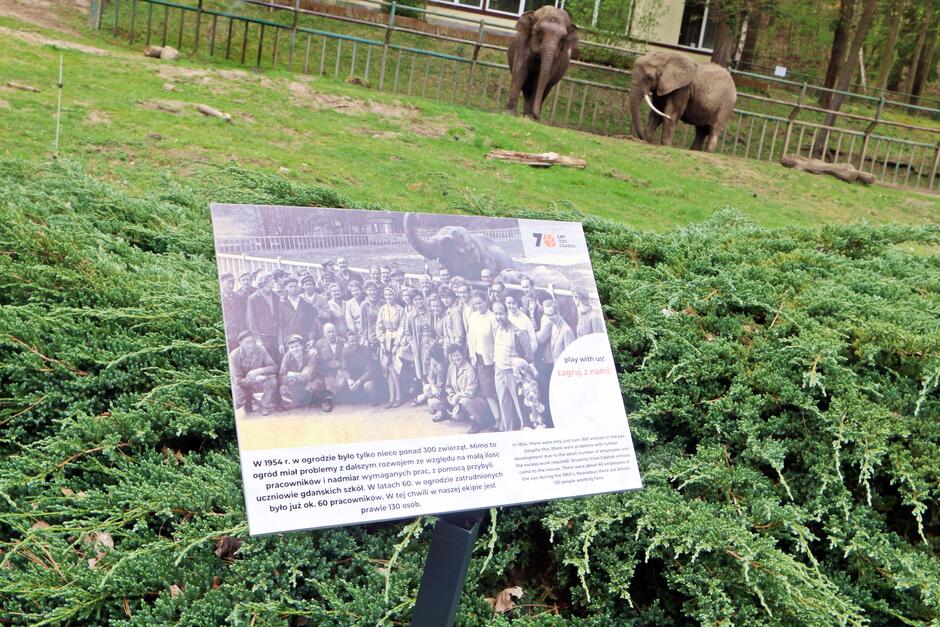 To zdjęcie przedstawia tablicę informacyjną umieszczoną na tle wybiegu dla słoni w zoo. Tablica celebruje 70 LAT ZOO GDAŃSK  i zawiera stary czarno-biały obraz przedstawiający grupę ludzi, prawdopodobnie pracowników lub odwiedzających zoo w przeszłości. Obok fotografii znajduje się opis w języku polskim, z krótkim tłumaczeniem w języku angielskim, który wspomina o liczbie zwierząt w zoo w 1954 roku oraz o wzroście liczby odwiedzających i pracowników w kolejnych dekadach. W tle widzimy dwa słonie spacerujące na wybiegu, otoczone przez ogrodzenie i drzewa. Całość obrazu łączy historię zoo z jego obecnym stanem.